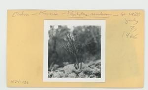 [Psilotum nudum in Hawaii, envelope IE24-133]