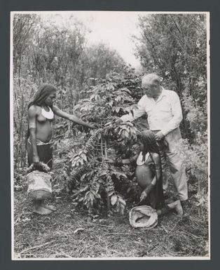 [Two native women and Jerry Pendland picking coffee beans, Goroka, Eastern Highlands Province, Papua New Guinea] Australian News and Information Bureau