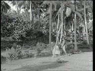 Coconut picking--outtakes