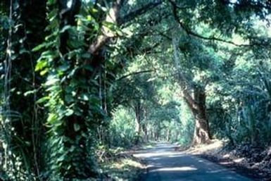 [Forest Surrounding Route 132]