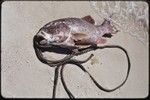 Fishing: catch strung on a rope