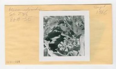 [Messerschmidia in Hawaii, envelope IE31-029]