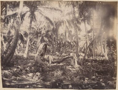 Coconut trees, 1886