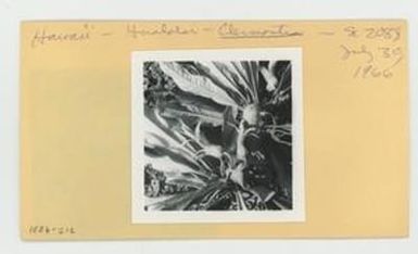 [Clermontia in Hawaii, envelope IE26-212]