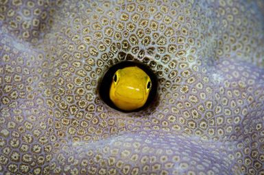 Plagiotremus laudandus (Bicolor Fangblenny) during the 2017 South West Pacific Expedition.