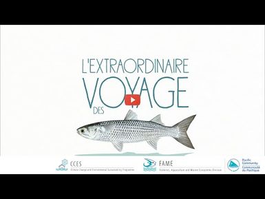 Histoires de pêcheurs S1 Ep4 (Français) - L'extraordinaire voyage des mulets