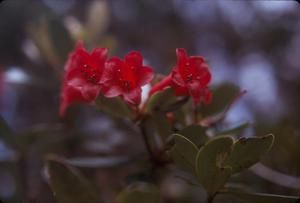 [Rhododendron close-up at Mount Sarawaget, Papua New Guinea]