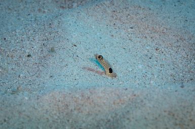 Heteroconger hassi (Spotted Garden Eel) during the 2017 South West Pacific Expedition.
