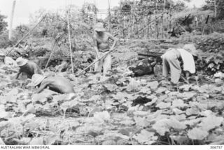 Japanese prisoners held at the RAN War Criminal Compound at an RAN shore base are raking and planting in the vegetable garden in the compound. Work on this RAN base commenced in August 1948. It was ..