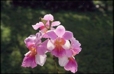 Pink orchids