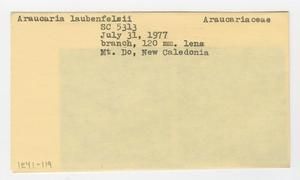 [Araucaria laubenfelsii in New Caledonia, envelope IE41-119]