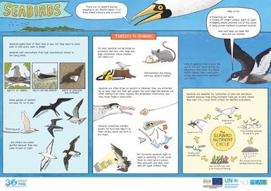 Seabirds (poster)