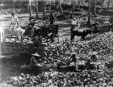 Coconut industry labourers, including Chinese workers cutting out copra, Samoa
