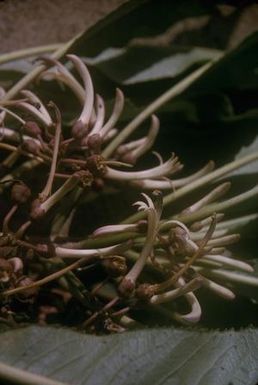 [Unidentified white flowers close-up from Wiliwilinui Ridge, United States]