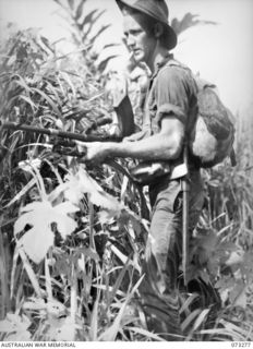 ALEXISHAFEN, NEW GUINEA. 1944-05-17. NX120475 PRIVATE C. MALONEY (1), OF NO. 14 PLATOON, C COMPANY, 35TH INFANTRY BATTALION, MOVES THROUGH THE JUNGLE WITH A .303 BREN LIGHTMACHINE GUN ON A PATROL ..