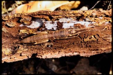 Stick insect