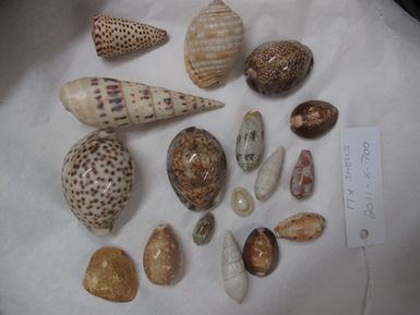 shells