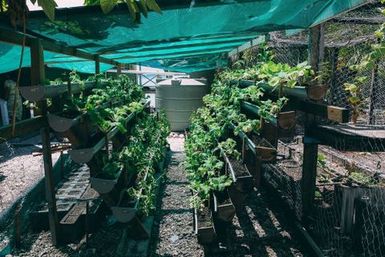 Vertical garden, Atafu, Tokelau