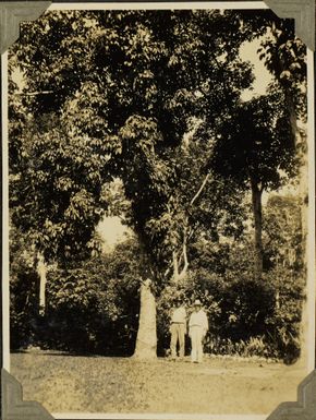 Tuanaimato Rubber Plantation, near Apia?, Samoa, 1928