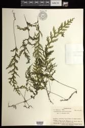 Hymenophyllum imbricatum