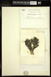 Avrainvillea obscura