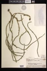 Phlegmariurus parksii