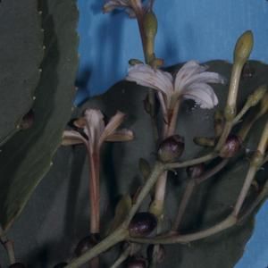 [Scaevola gaudichaudiana close-up from Konhuanui Peak, United States] BRIT-A-AR003-012-02-136