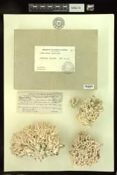 Porolithon gardineri