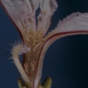 [Scaevola taccada cross-section from Makapu'u, United States]