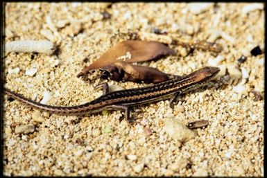 Caledoniscincus haplorhinus