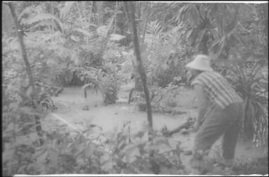 Looking for anopheline mosquito larvae (7) : Nissan Island, Papua New Guinea, 1960 / Terence and Margaret Spencer