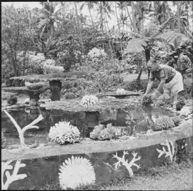 Man working in a garden decorated with coral, Taveuni, Fiji, 1966 / Michael Terry