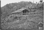 Pig festival, singsing preparations, Tsembaga: visitors' house next to dance ground