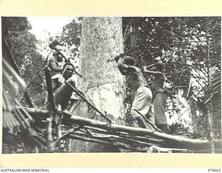 LAE-NADZAB, NEW GUINEA. 1944-07-19. AUSTRALIAN NEW GUINEA ADMINISTRATIVE UNIT NATIVES FELLING A LARGE TREE. THIS TREE WILL THEN BE CUT INTO LENGTHS AND TRANSPORTED TO THE SAWMILL, OPERATED BY THE ..