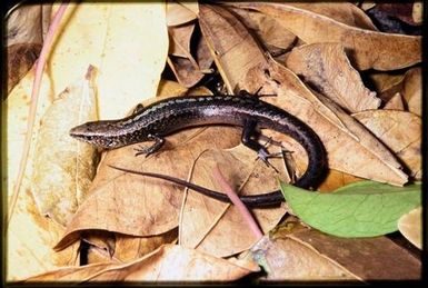 Skink sp.