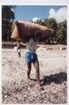 Hauling cacao from Lorlow village drying shed to seaside