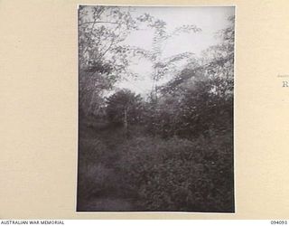 SOPUTA, NEW GUINEA, 1945-06-26. THE SANANANDA TRAIL, LOOKING ALONG THE TRAIL FROM KILLETIN ROAD TOWARDS SANANANDA POINT