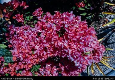 New Caledonia - red flowers