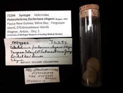 Palaeohelicina; fischeriana