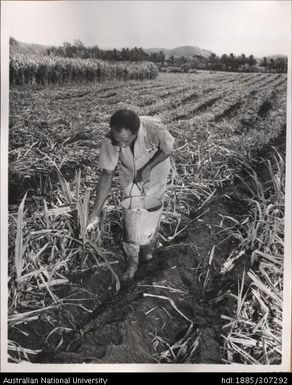 Farmer applying Ammonia Sulphate to crop