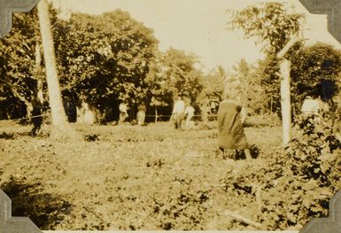 Tongans working in a field, 1928