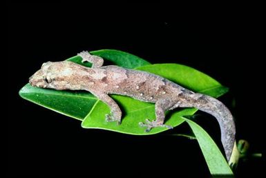 Gecko sp.
