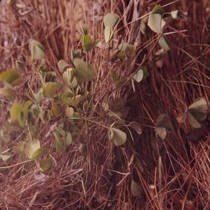 [Marsilea villosa close-up from Koko Head Crater, United States]