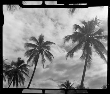Looking up at the crowns of coconut palms, Saweni Beach, Fiji