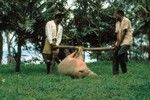 Boar carried onto the ceremonial ground