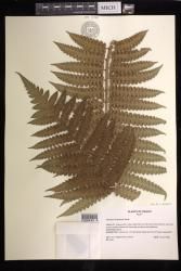 Cibotium menziesii