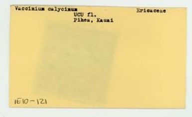 [Vaccinium calycinum in Hawaii, envelope IE10-121]
