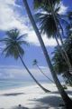 Guam, view of palm-lined beach