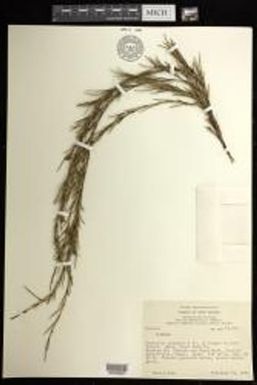 Glomera indet