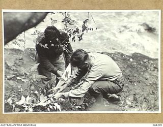 FINISTERRE RANGES, NEW GUINEA. 1944-01-19/20. NX169486 CAPTAIN J. RUTHERFORD (1) AND ANOTHER MEMBER OF THE 2/5TH FIELD AMBULANCE ERECTING A RED CROSS SIGN ON THE TRACK TO THE ADVANCED DRESSING ..